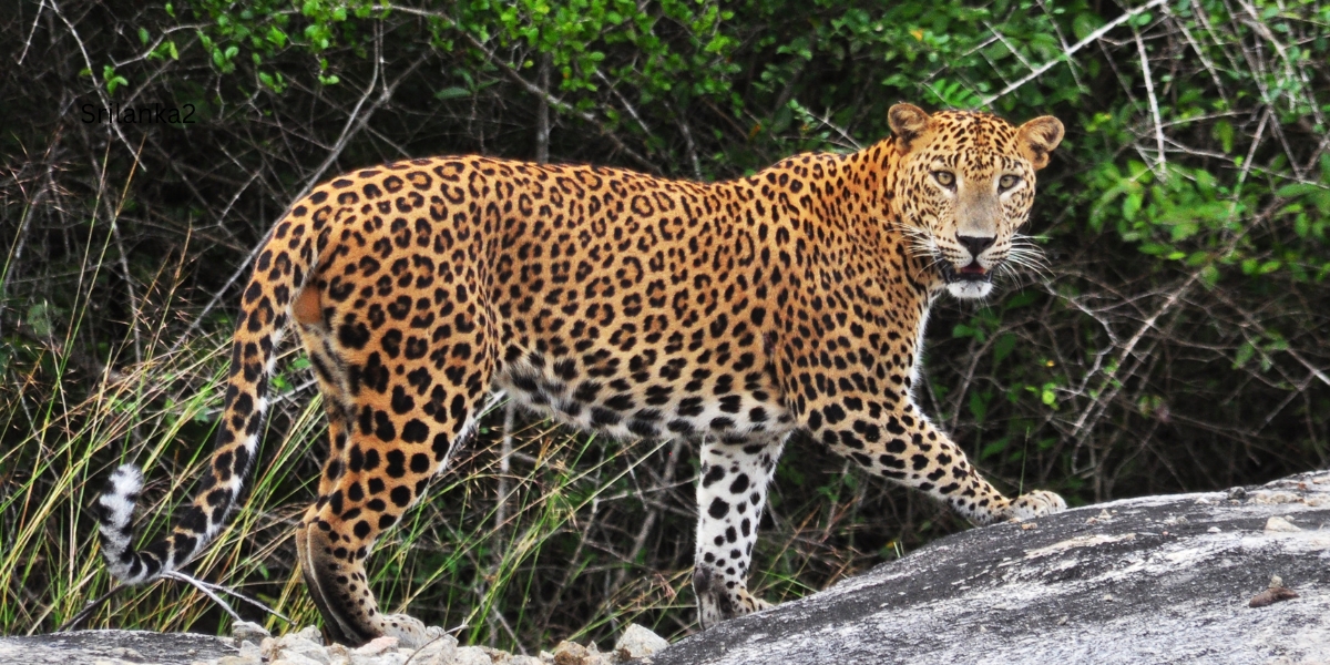 Srilanka Highlights